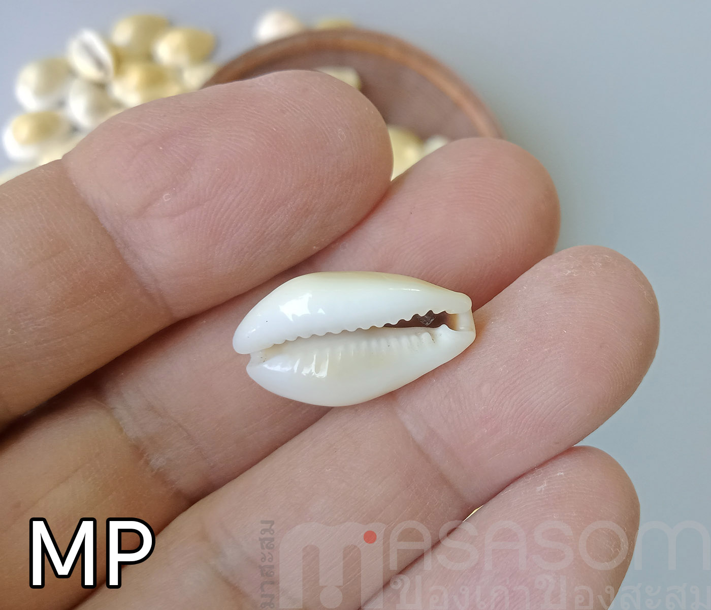 หอยเบี้ย