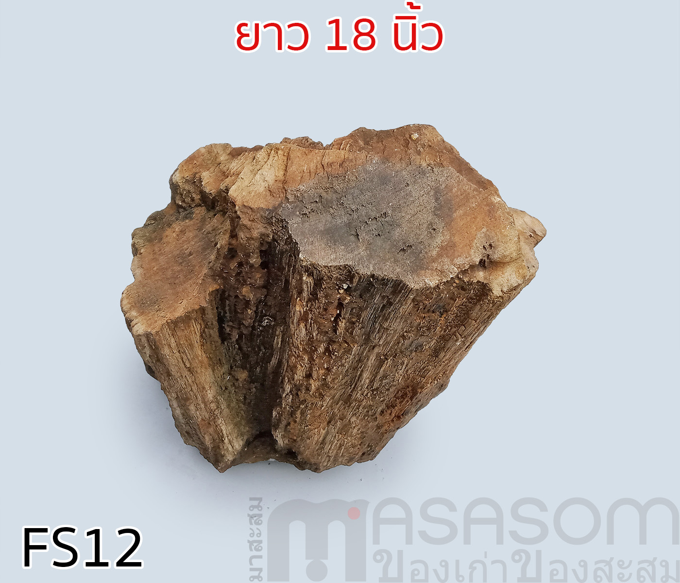 ฟอสซิลไม้กลายเป็นหิน(Petrified Wood)