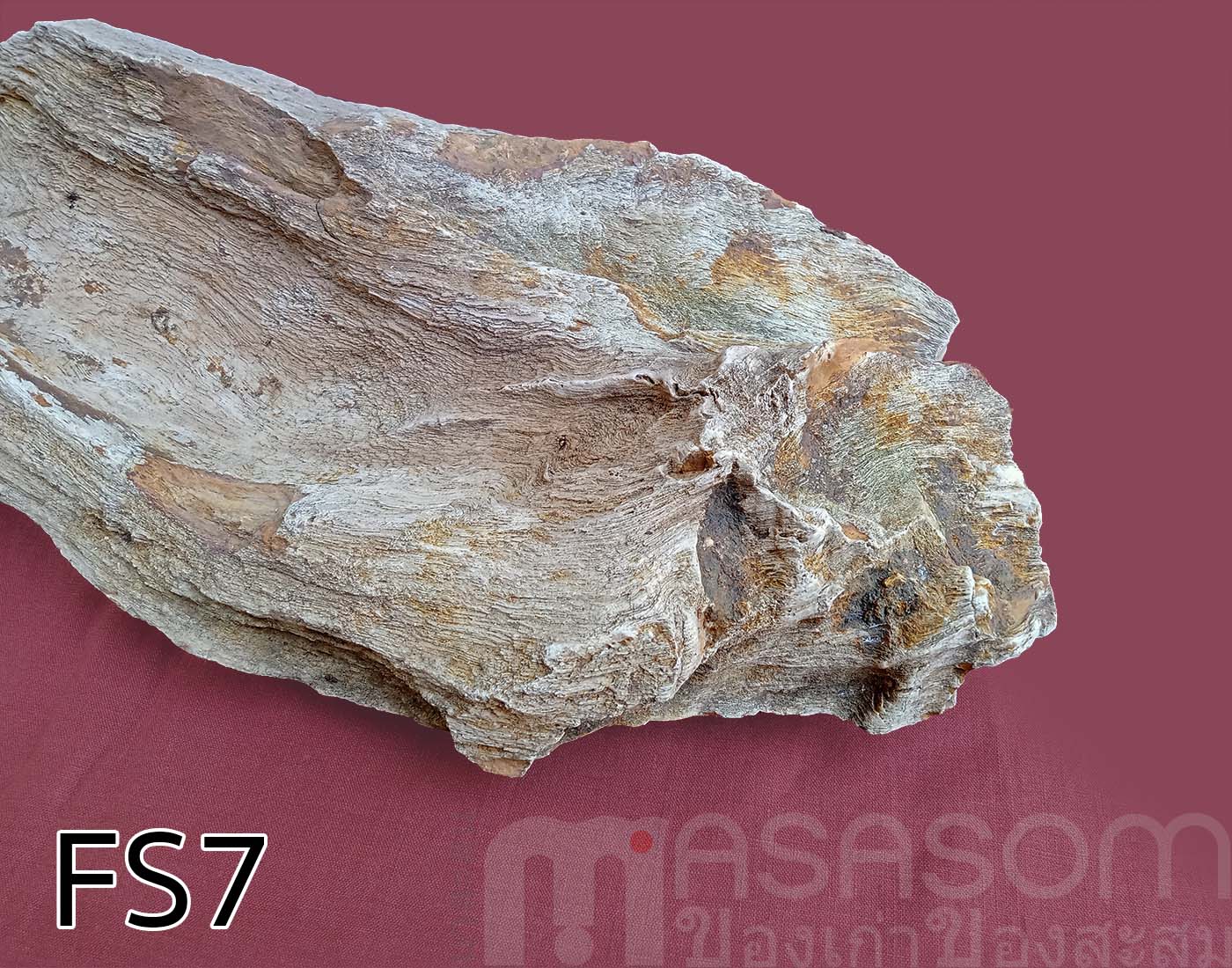 ฟอสซิลไม้กลายเป็นหิน (Petrified Wood)