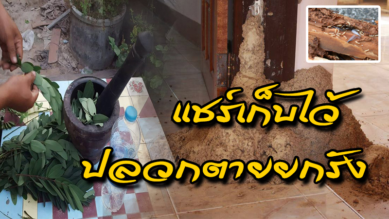 สมุนไพรกำจัดปลวก