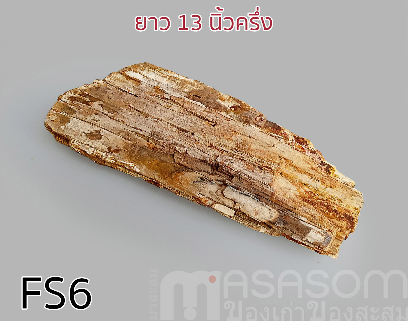 ฟอสซิลไม้กลายเป็นหิน(Petrified Wood)