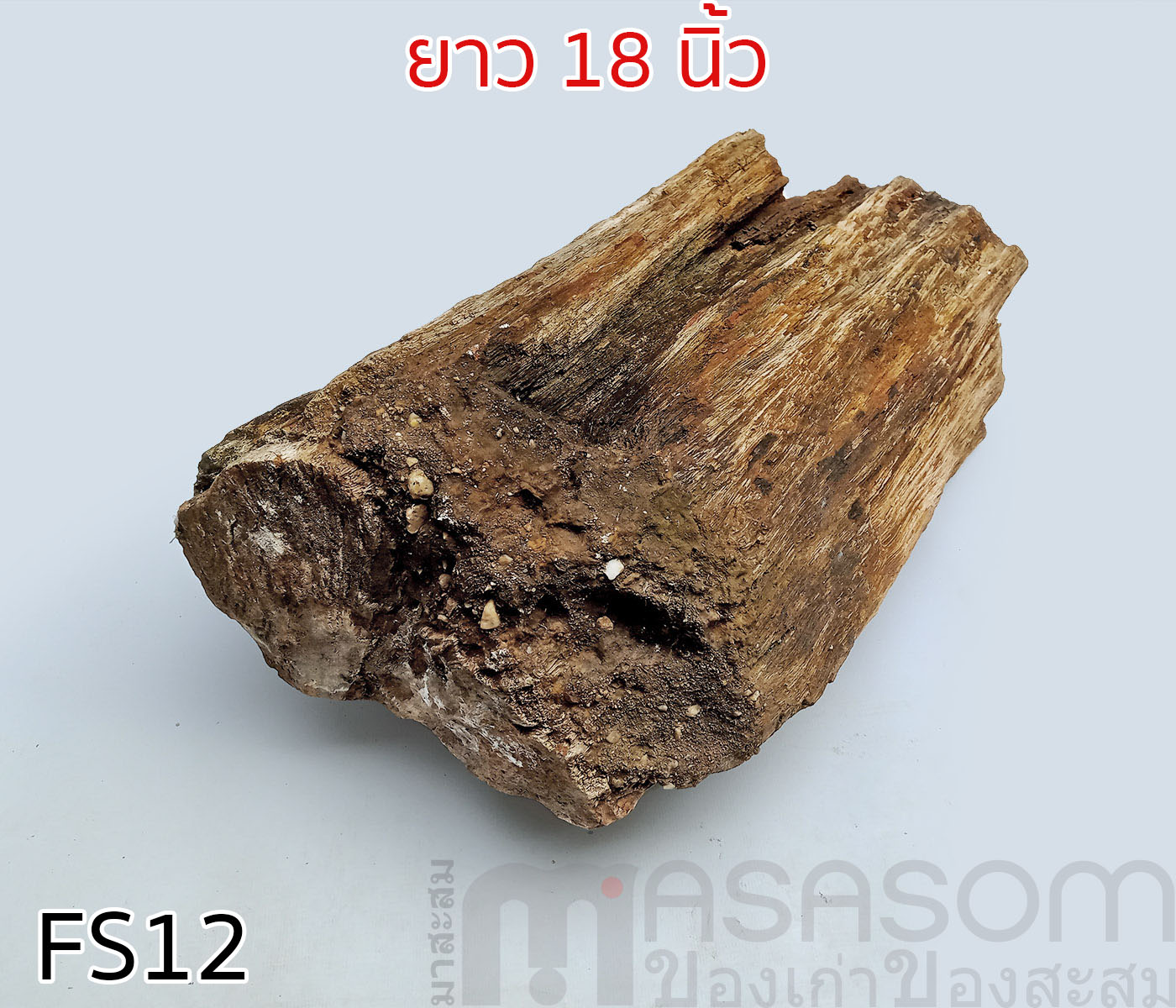 ฟอสซิลไม้กลายเป็นหิน(Petrified Wood)