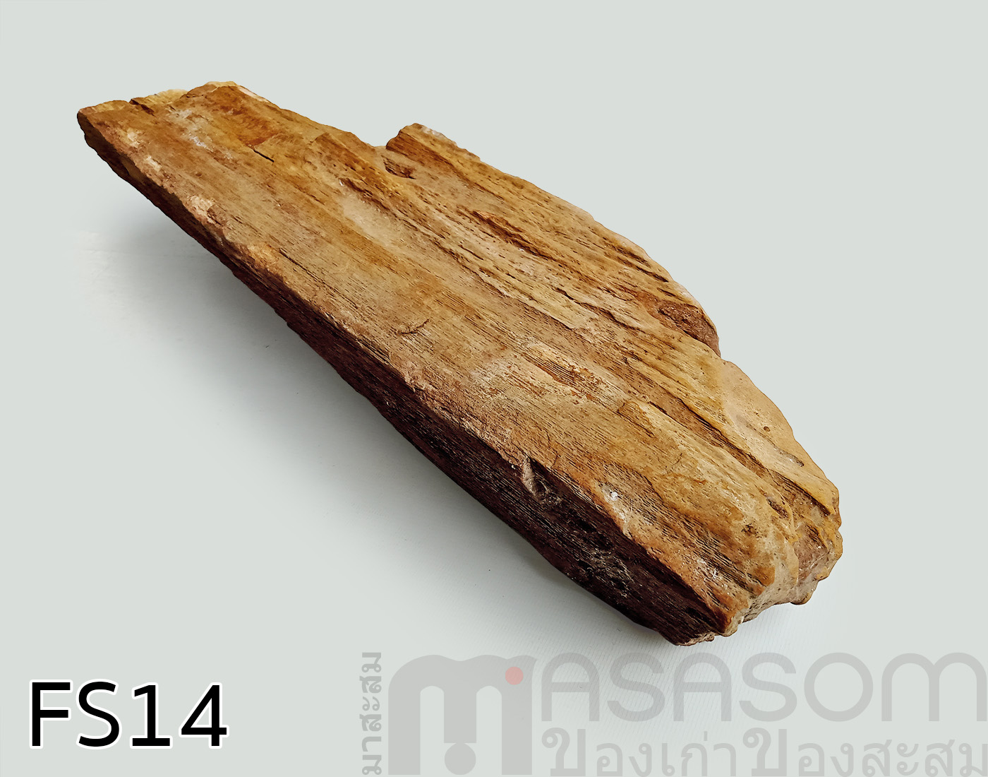 ฟอสซิลไม้กลายเป็นหิน(Petrified Wood)