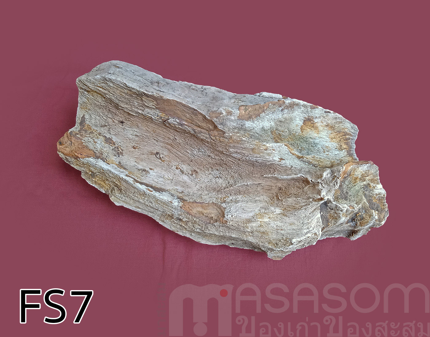 ฟอสซิลไม้กลายเป็นหิน (Petrified Wood)