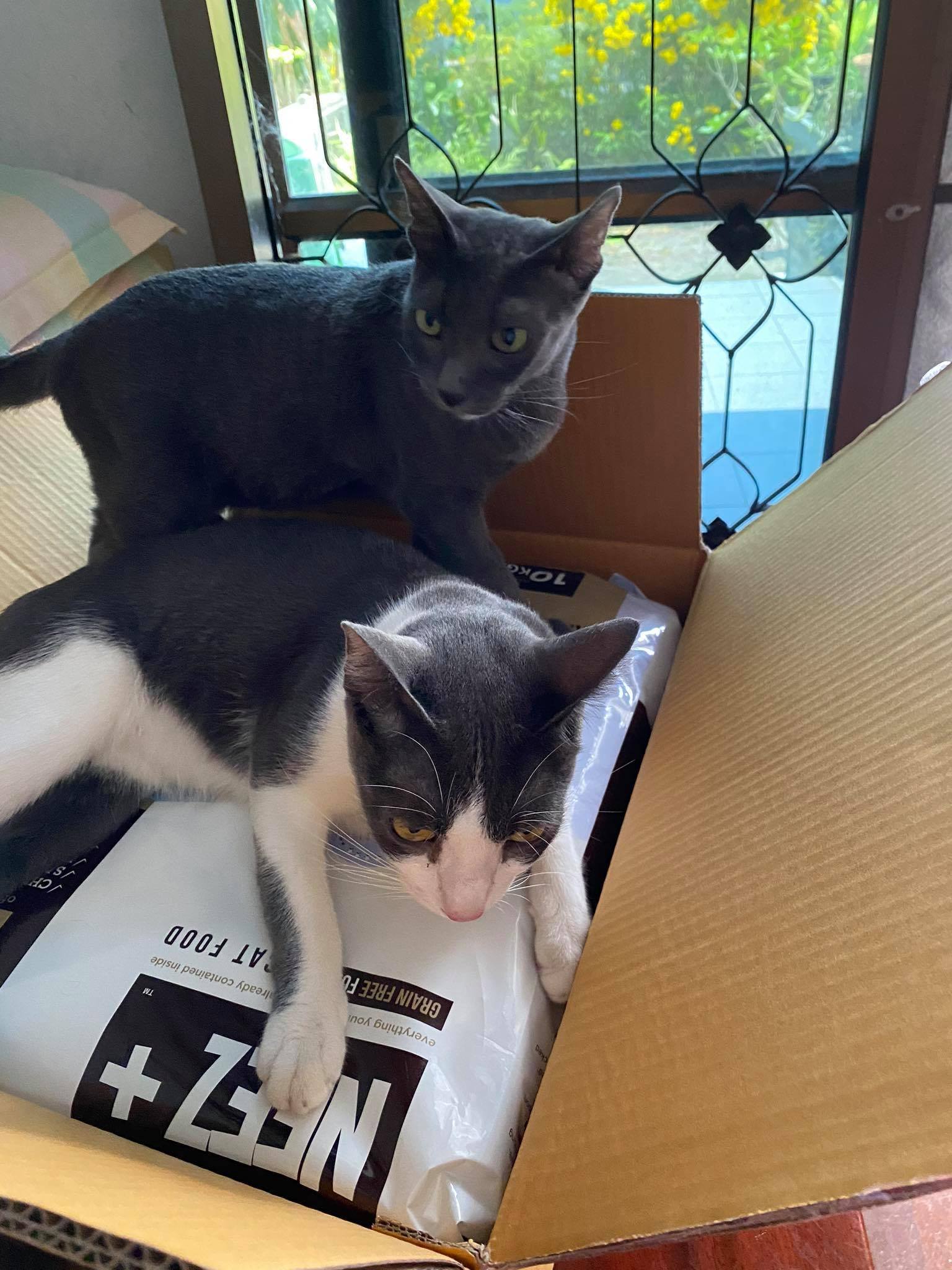 NEEZ+อาหารแมว นีซพลัส เกรนฟรี พรีเมี่ยมสำหรับน้องแมว 🐥สูตรแมวใหญ่ 10 กิโล 1950.- เหมาะกับแมวโต อายุ 4 เดือน-12 ปี (ฟรีส่ง)