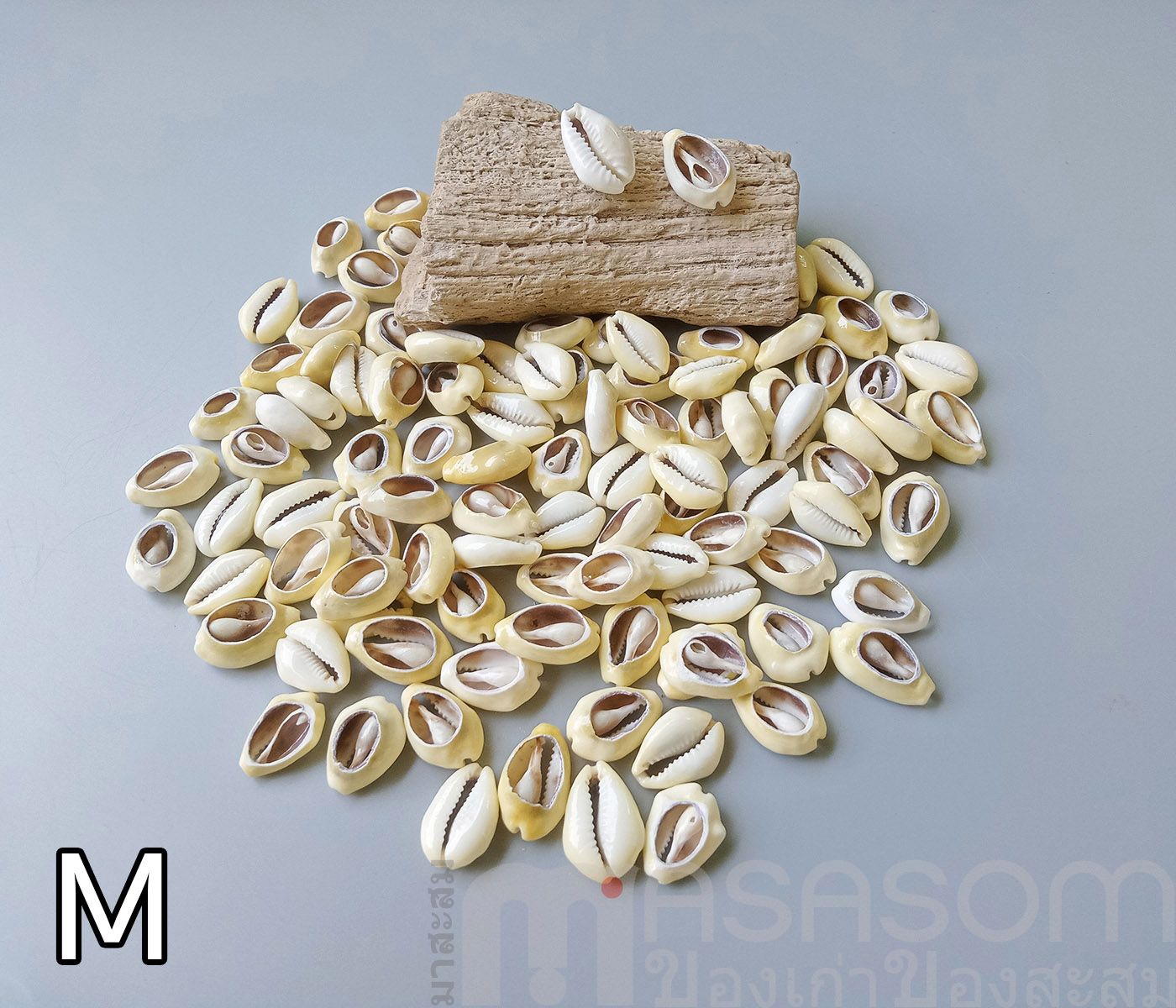 หอยเบี้ยเจาะหลัง