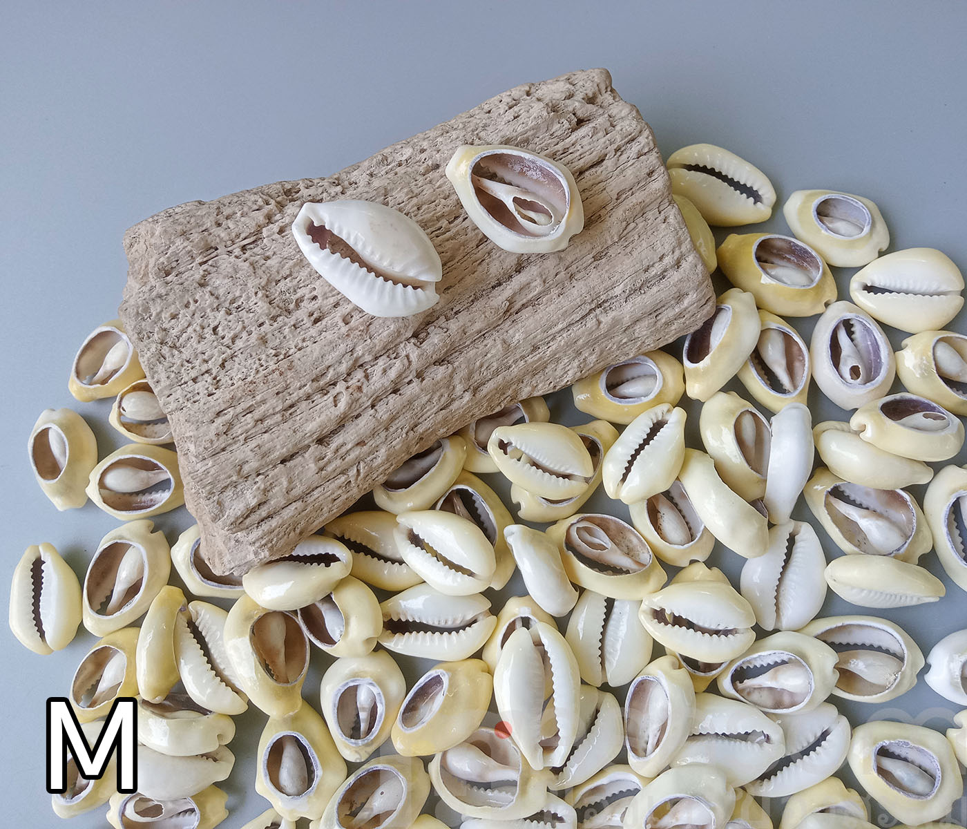 หอยเบี้ยเจาะหลัง