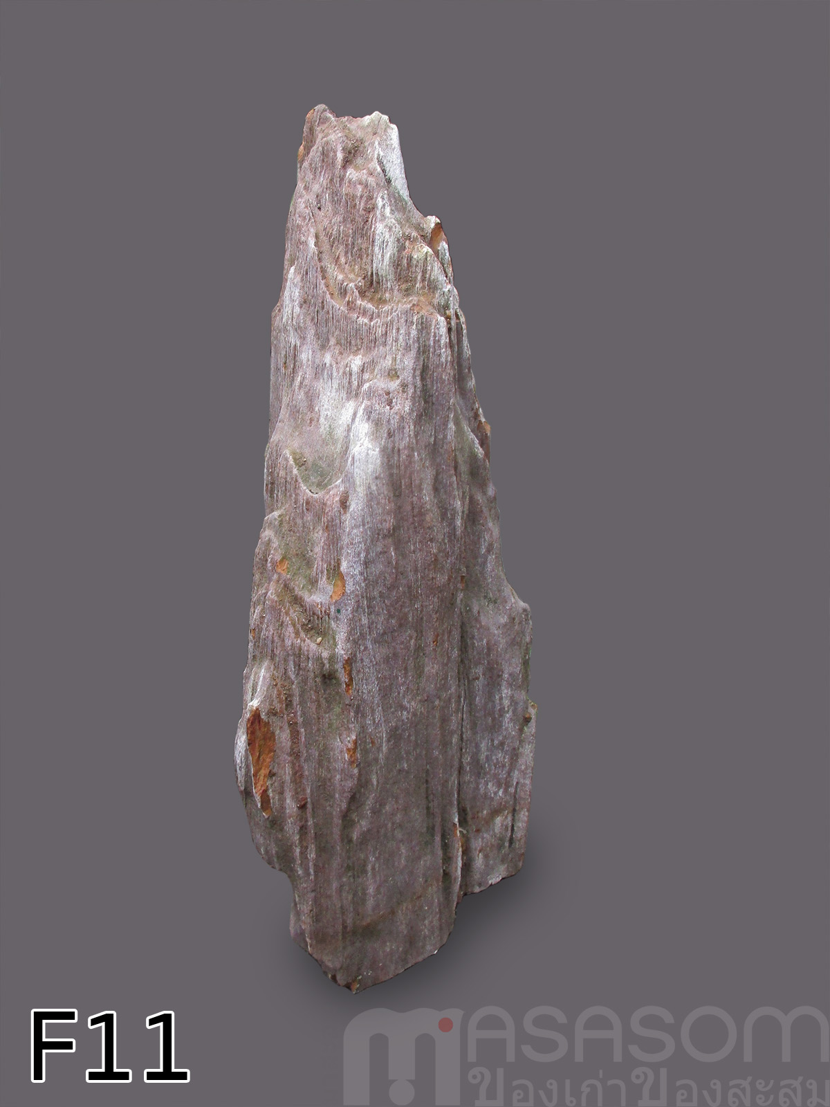 ฟอสซิลไม้กลายเป็นหิน (Petrified Wood)