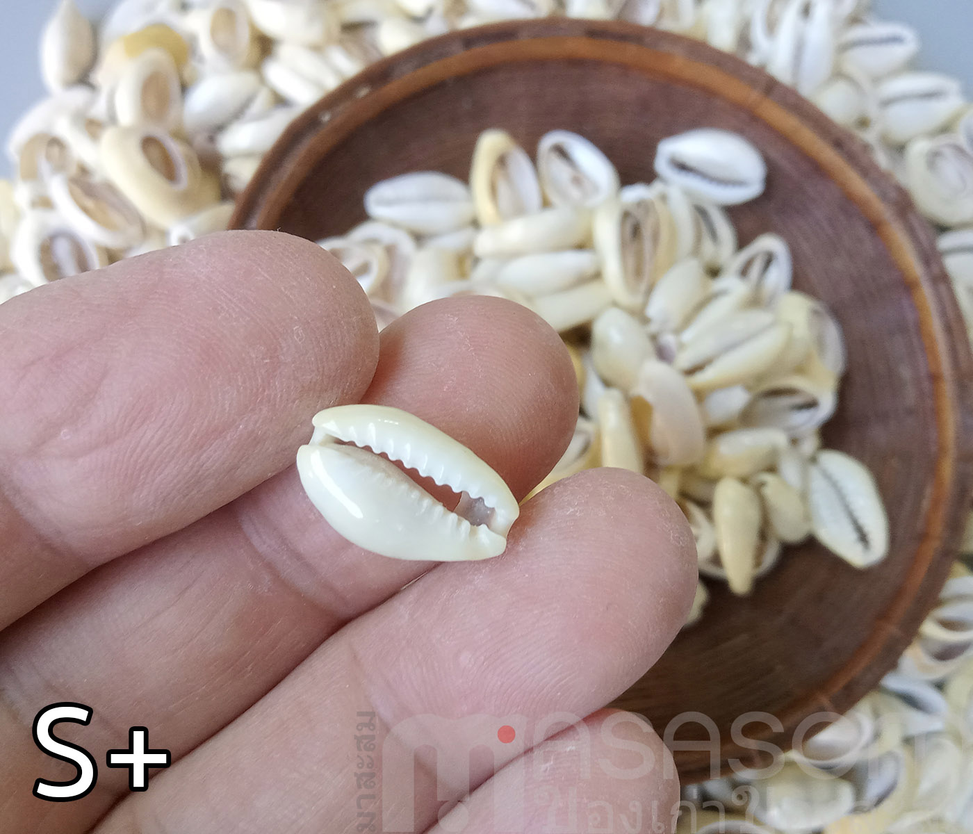 หอยเบี้ยเจาะหลัง