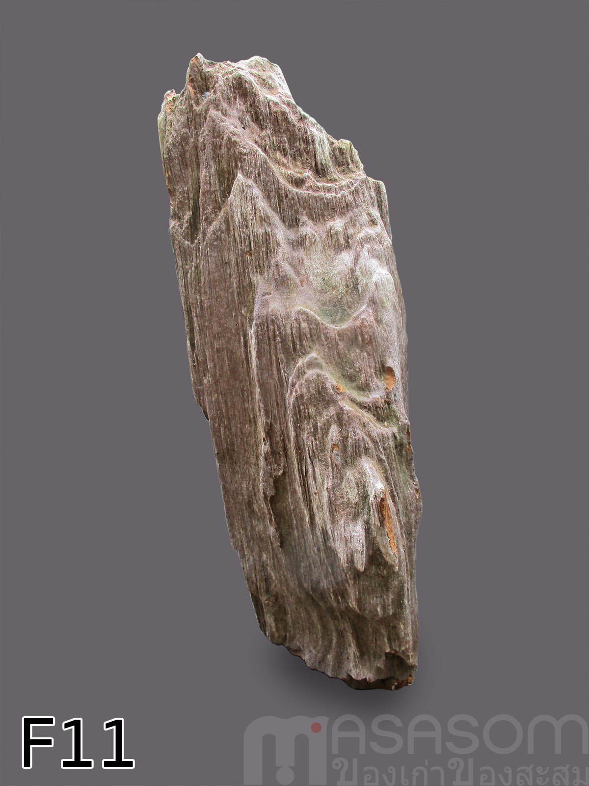 ฟอสซิลไม้กลายเป็นหิน (Petrified Wood)