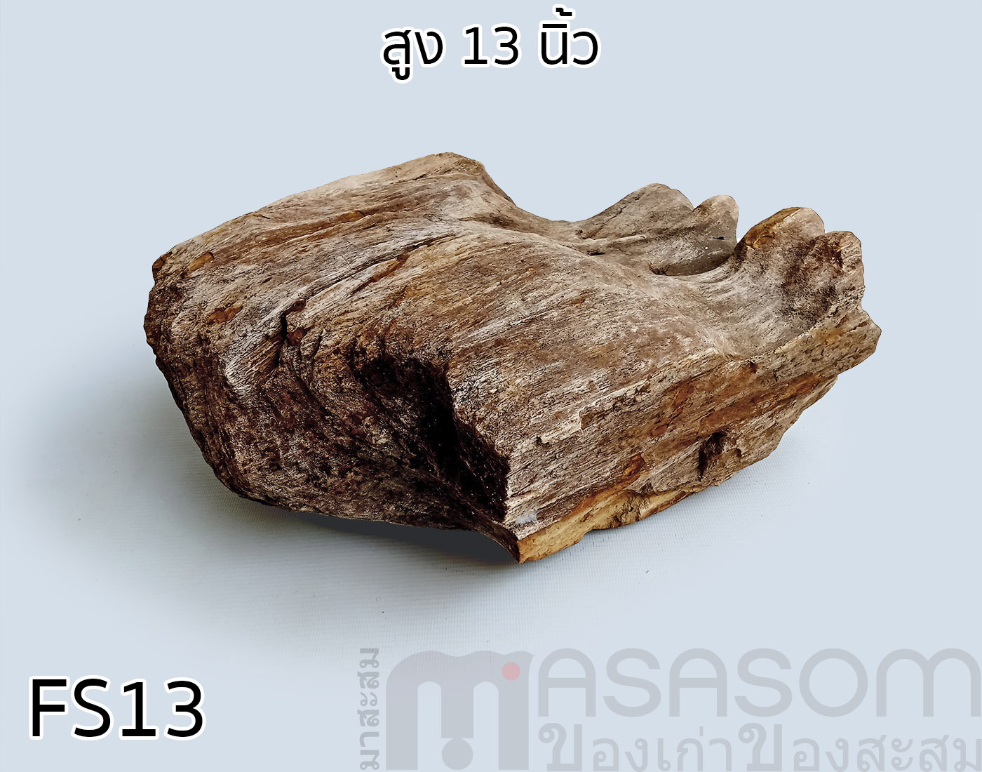 ฟอสซิลไม้กลายเป็นหิน (Petrified Wood)