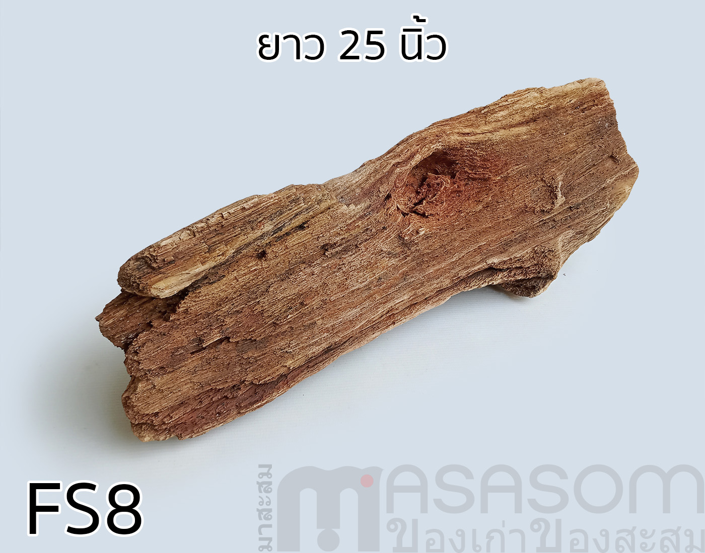 ฟอสซิลไม้กลายเป็นหิน(Petrified Wood)