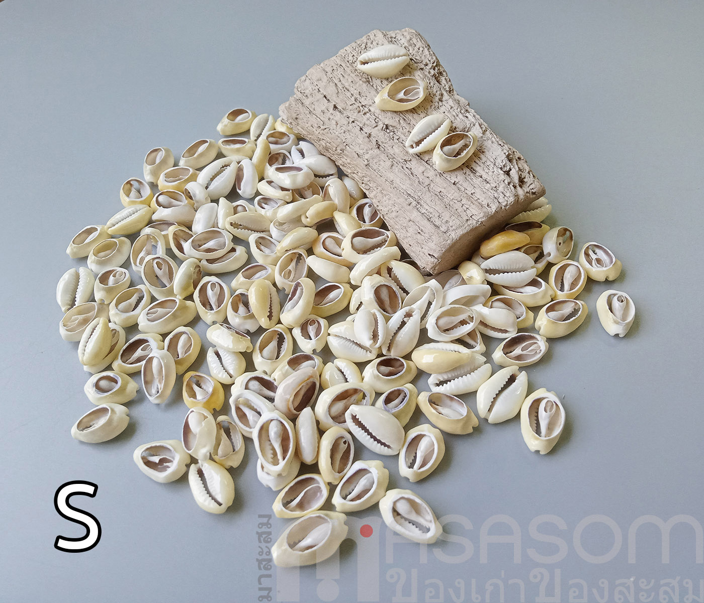 หอยเบี้ยเจาะหลัง