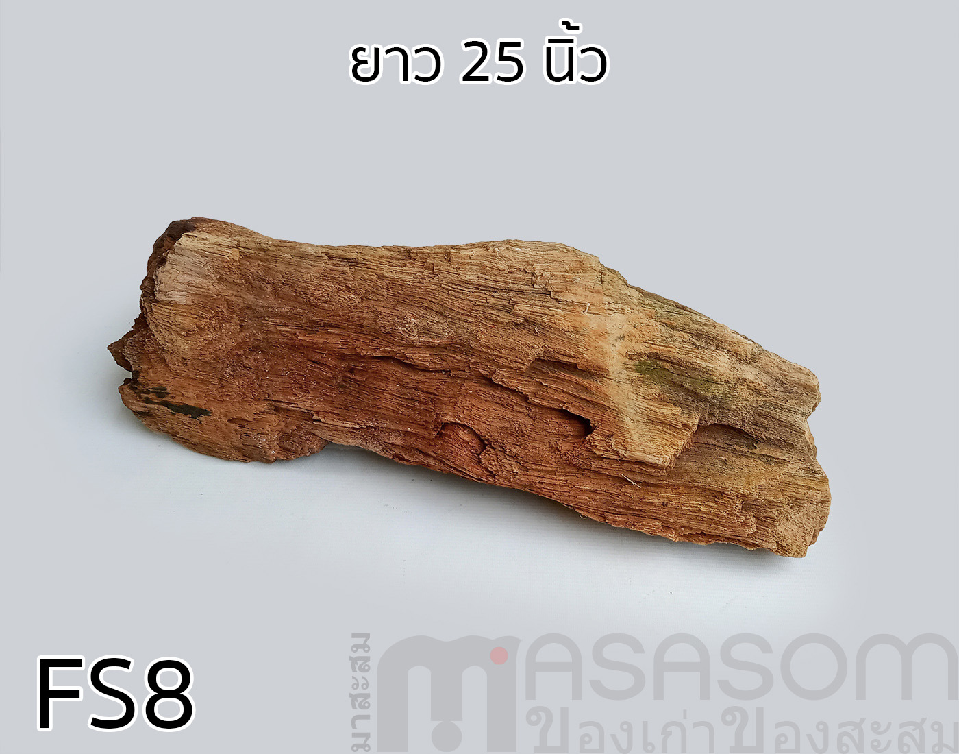 ฟอสซิลไม้กลายเป็นหิน(Petrified Wood)