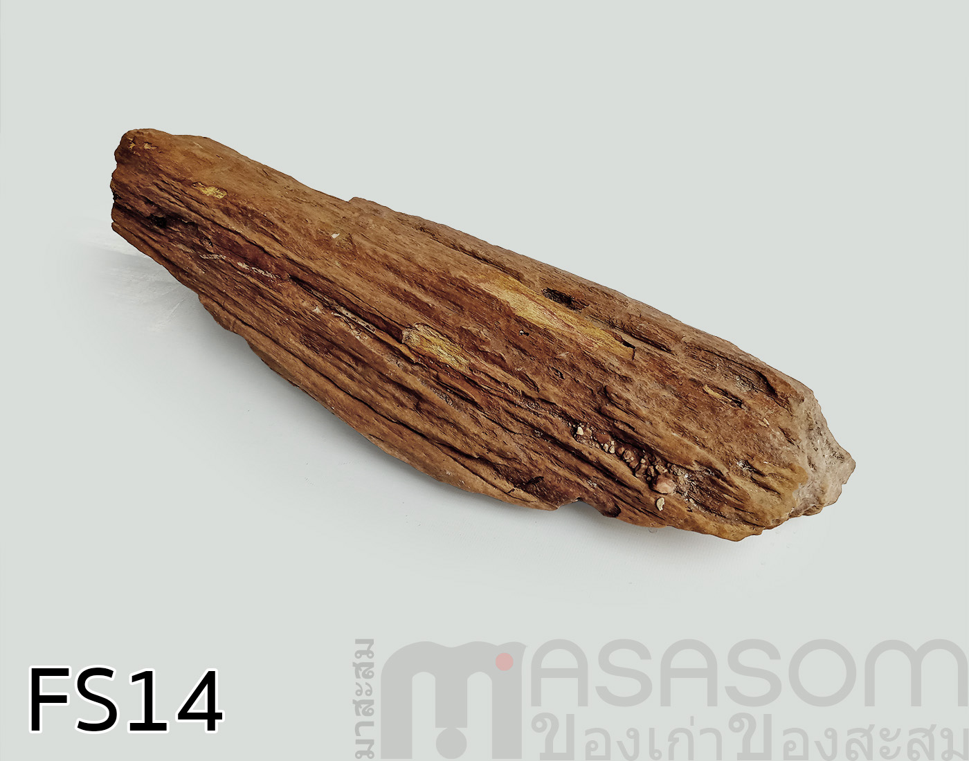 ฟอสซิลไม้กลายเป็นหิน(Petrified Wood)