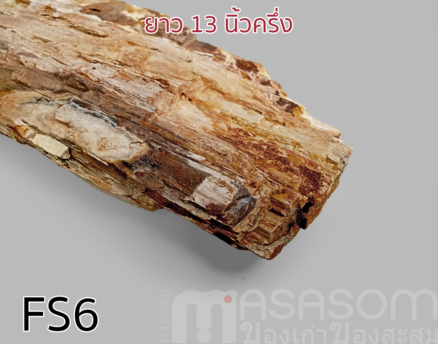 ฟอสซิลไม้กลายเป็นหิน(Petrified Wood)