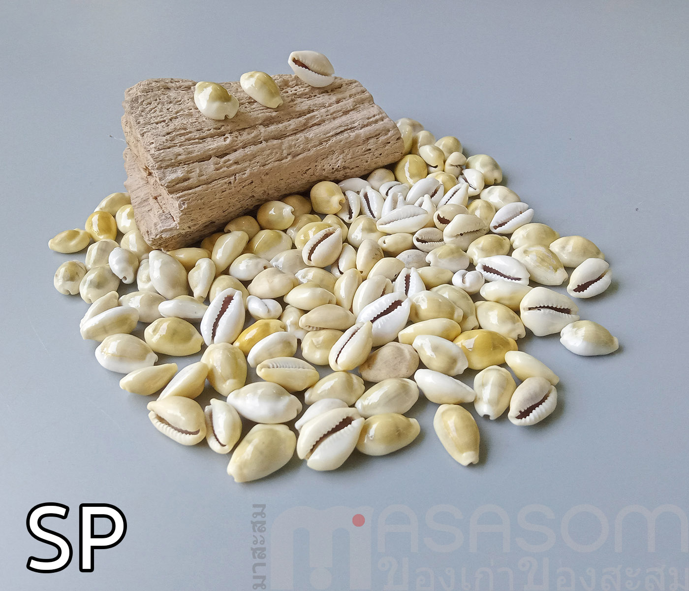 หอยเบี้ย