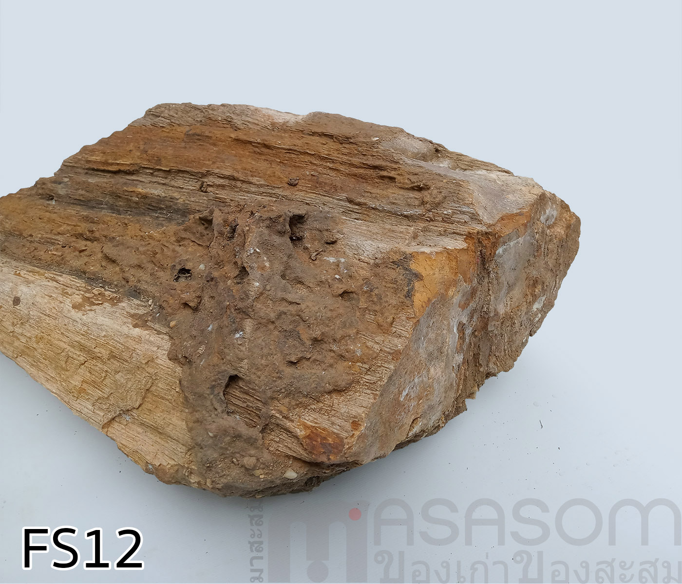 ฟอสซิลไม้กลายเป็นหิน(Petrified Wood)