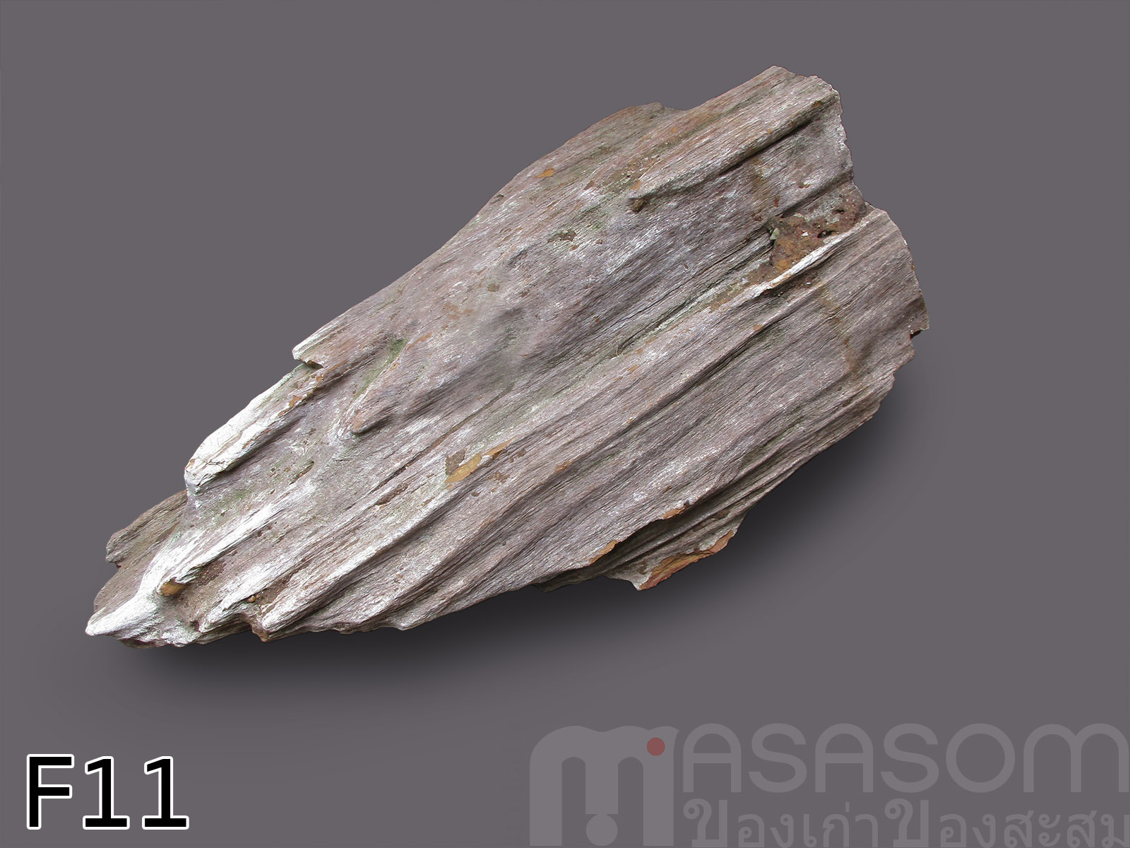 ฟอสซิลไม้กลายเป็นหิน (Petrified Wood)