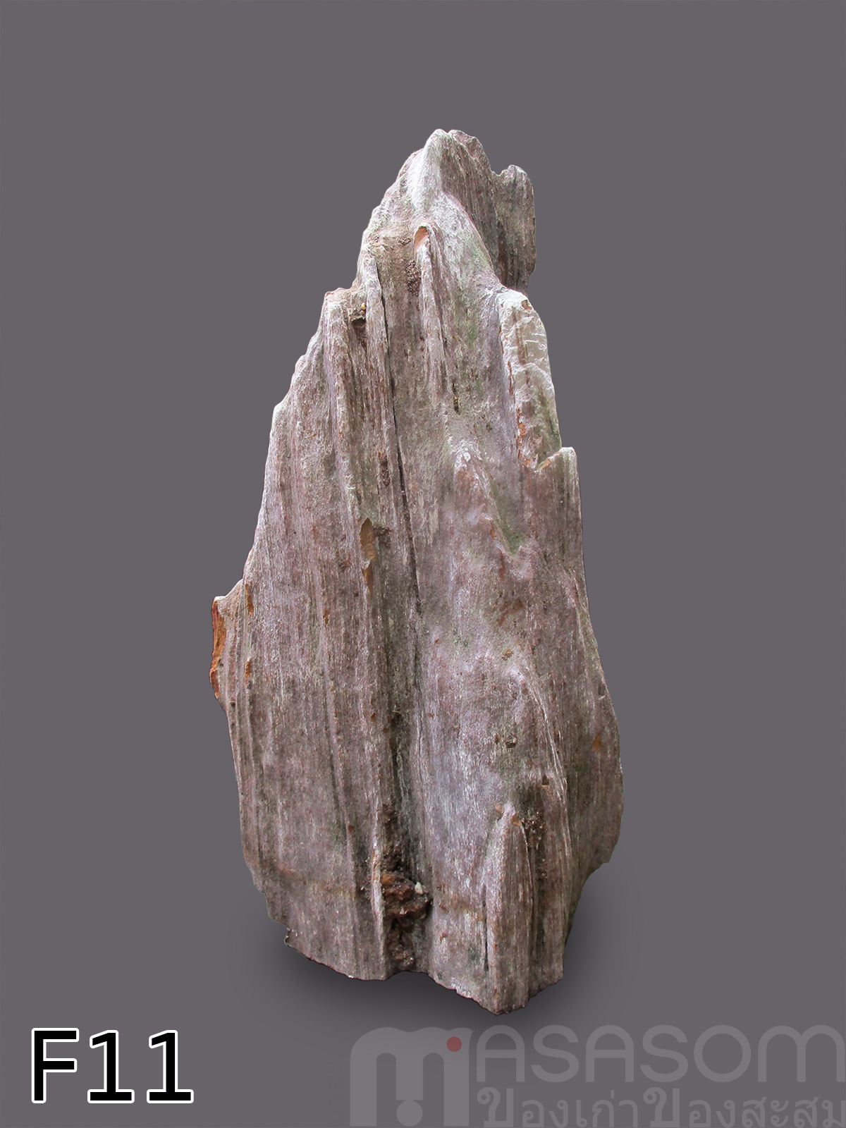ฟอสซิลไม้กลายเป็นหิน (Petrified Wood)