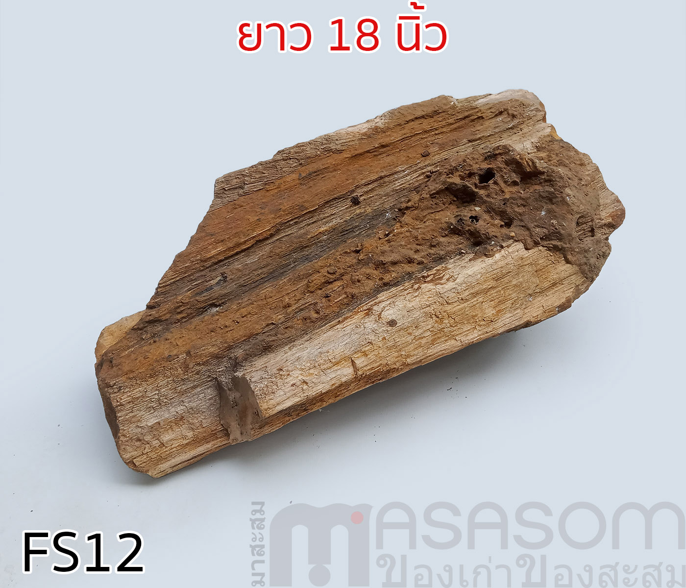 ฟอสซิลไม้กลายเป็นหิน(Petrified Wood)