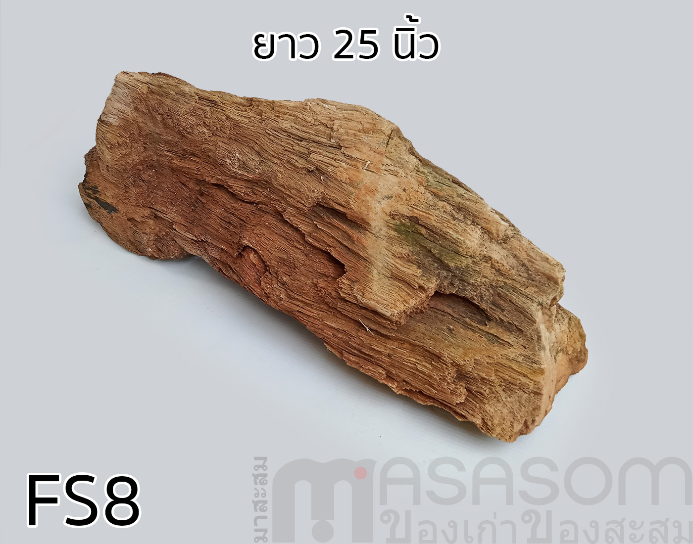 ฟอสซิลไม้กลายเป็นหิน(Petrified Wood)