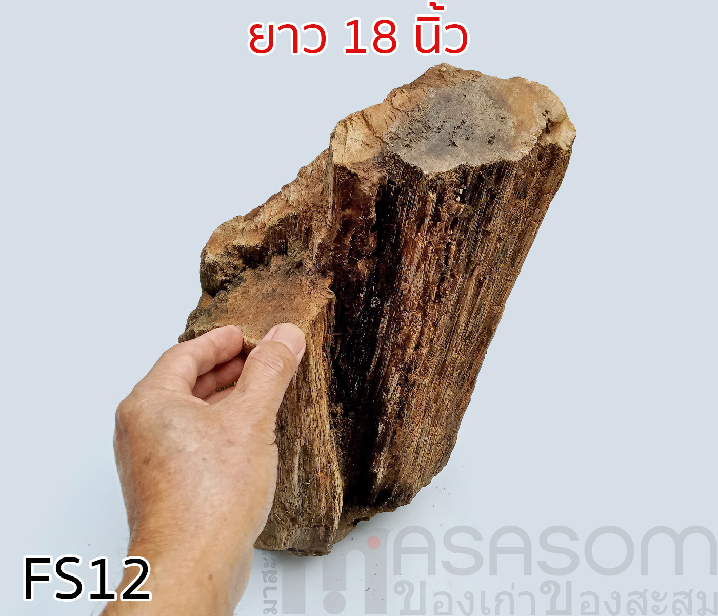 ฟอสซิลไม้กลายเป็นหิน(Petrified Wood)