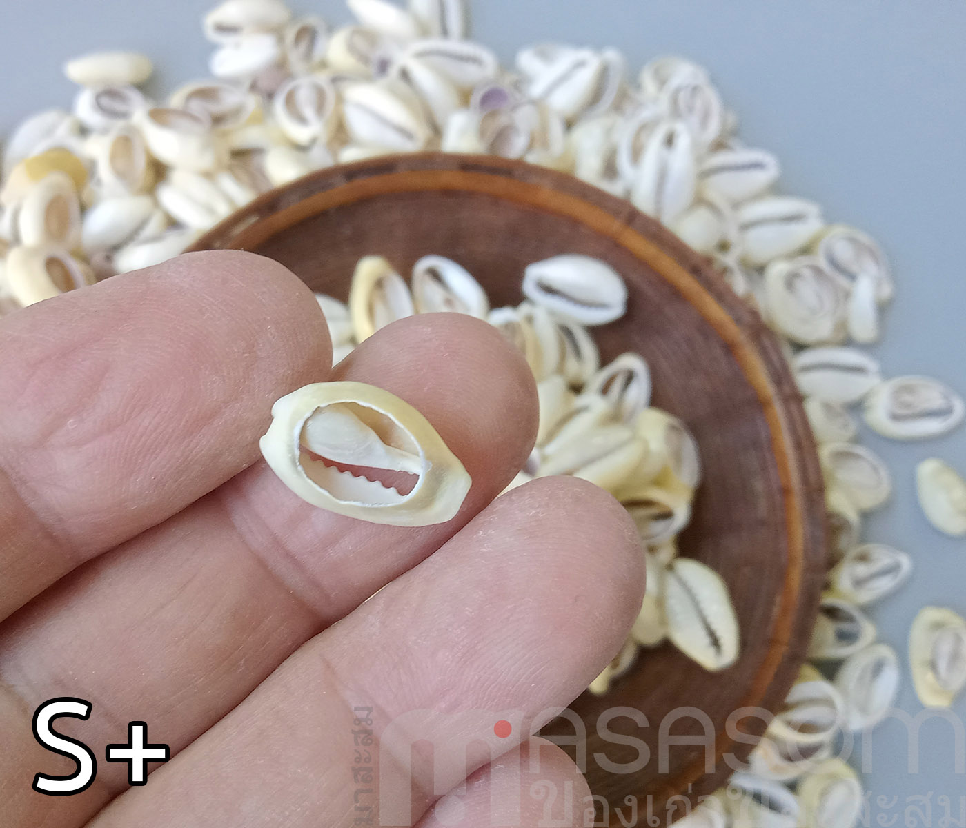 หอยเบี้ยเจาะหลัง