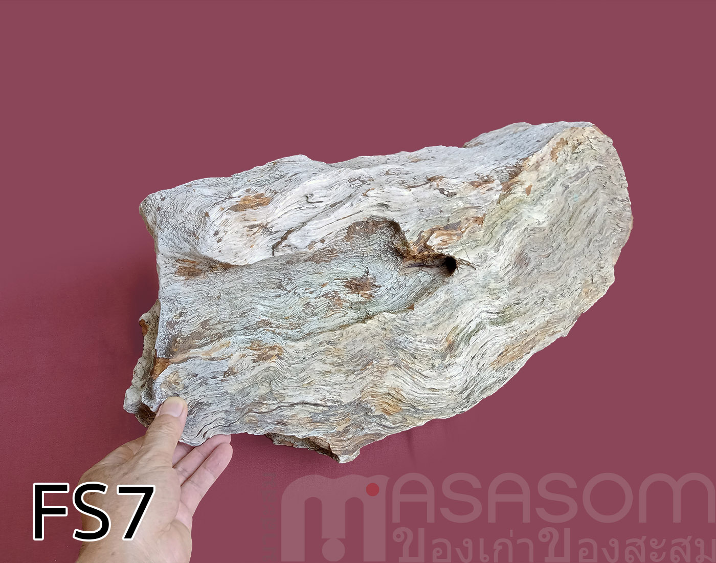 ฟอสซิลไม้กลายเป็นหิน (Petrified Wood)