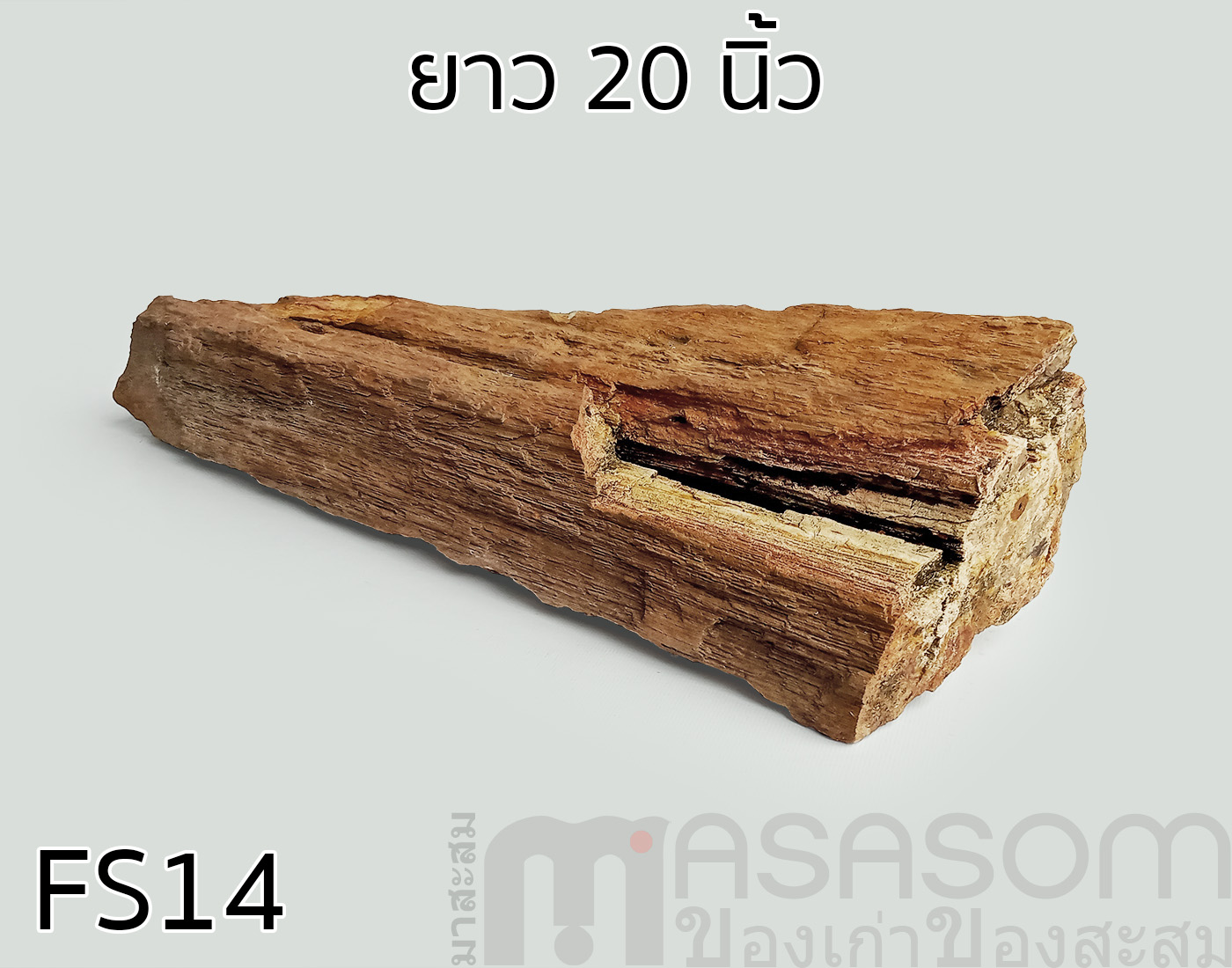 ฟอสซิลไม้กลายเป็นหิน(Petrified Wood)