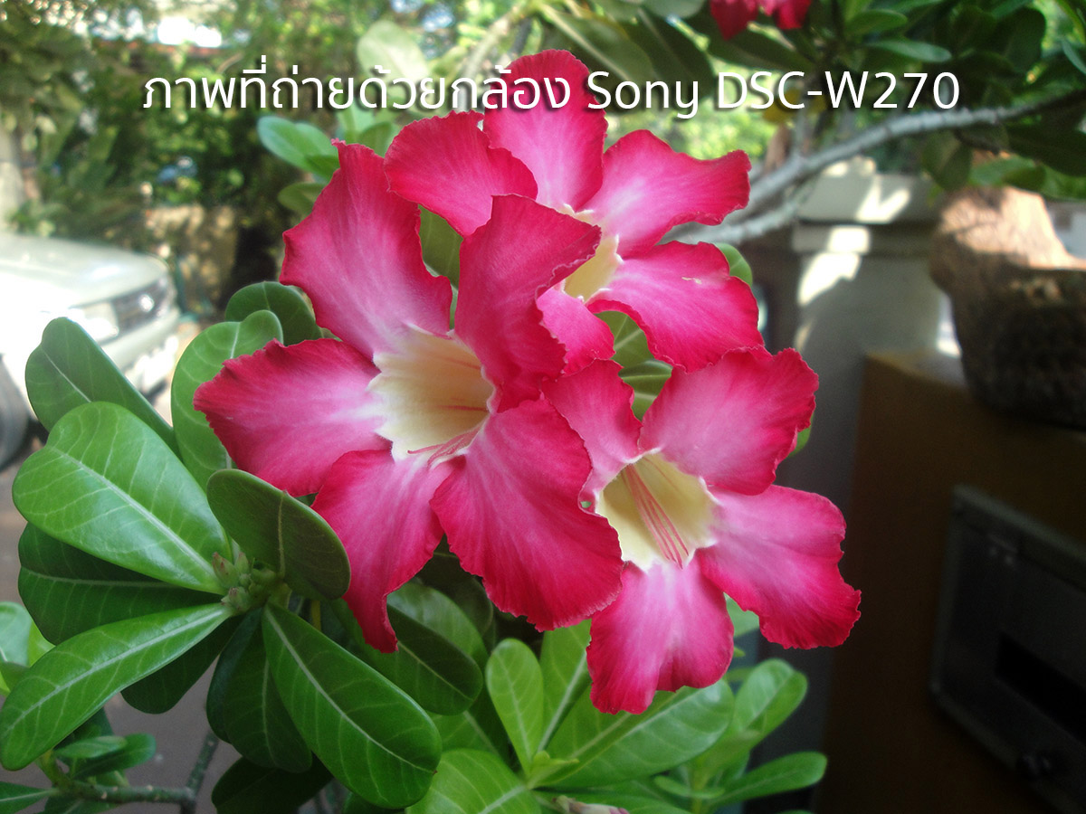 กล้อง Digital compact Sony