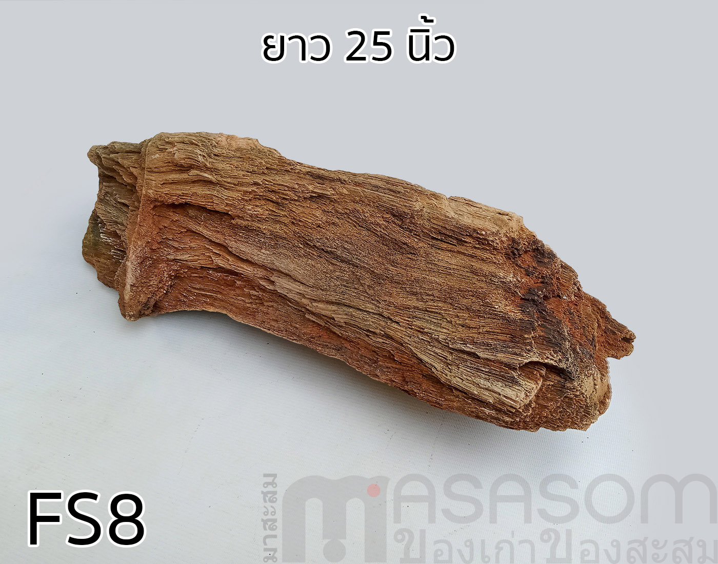 ฟอสซิลไม้กลายเป็นหิน(Petrified Wood)