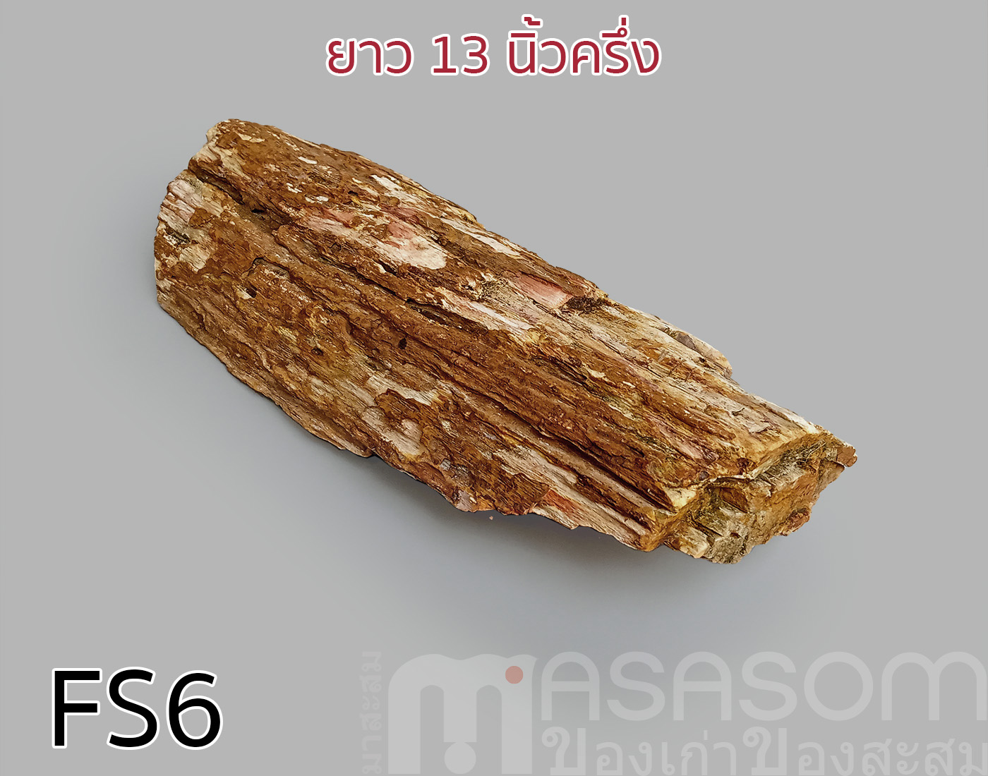 ฟอสซิลไม้กลายเป็นหิน(Petrified Wood)