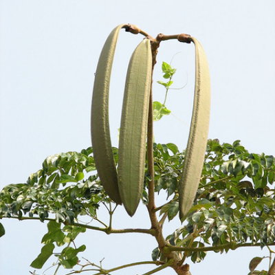 เพกา
