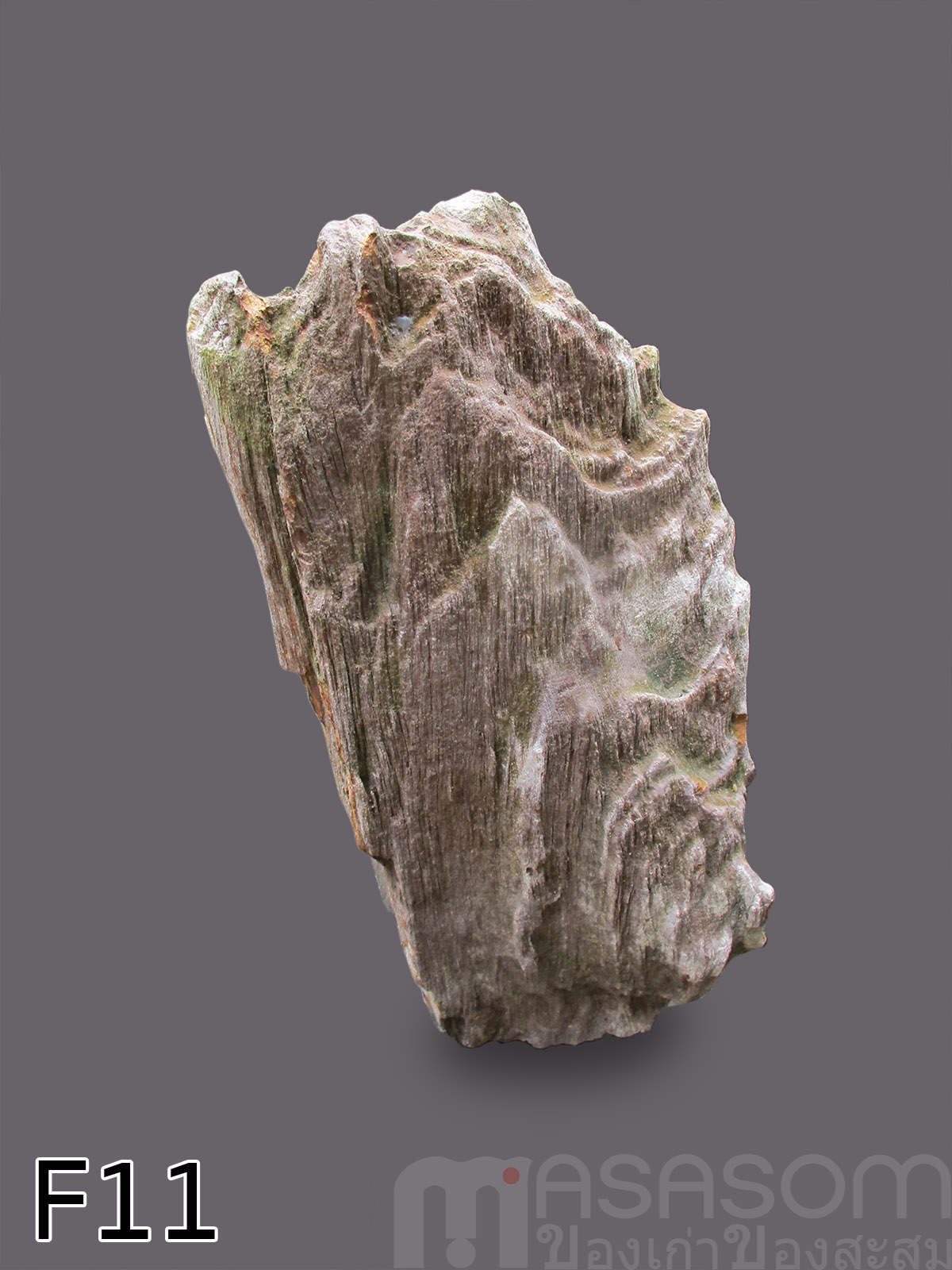 ฟอสซิลไม้กลายเป็นหิน (Petrified Wood)