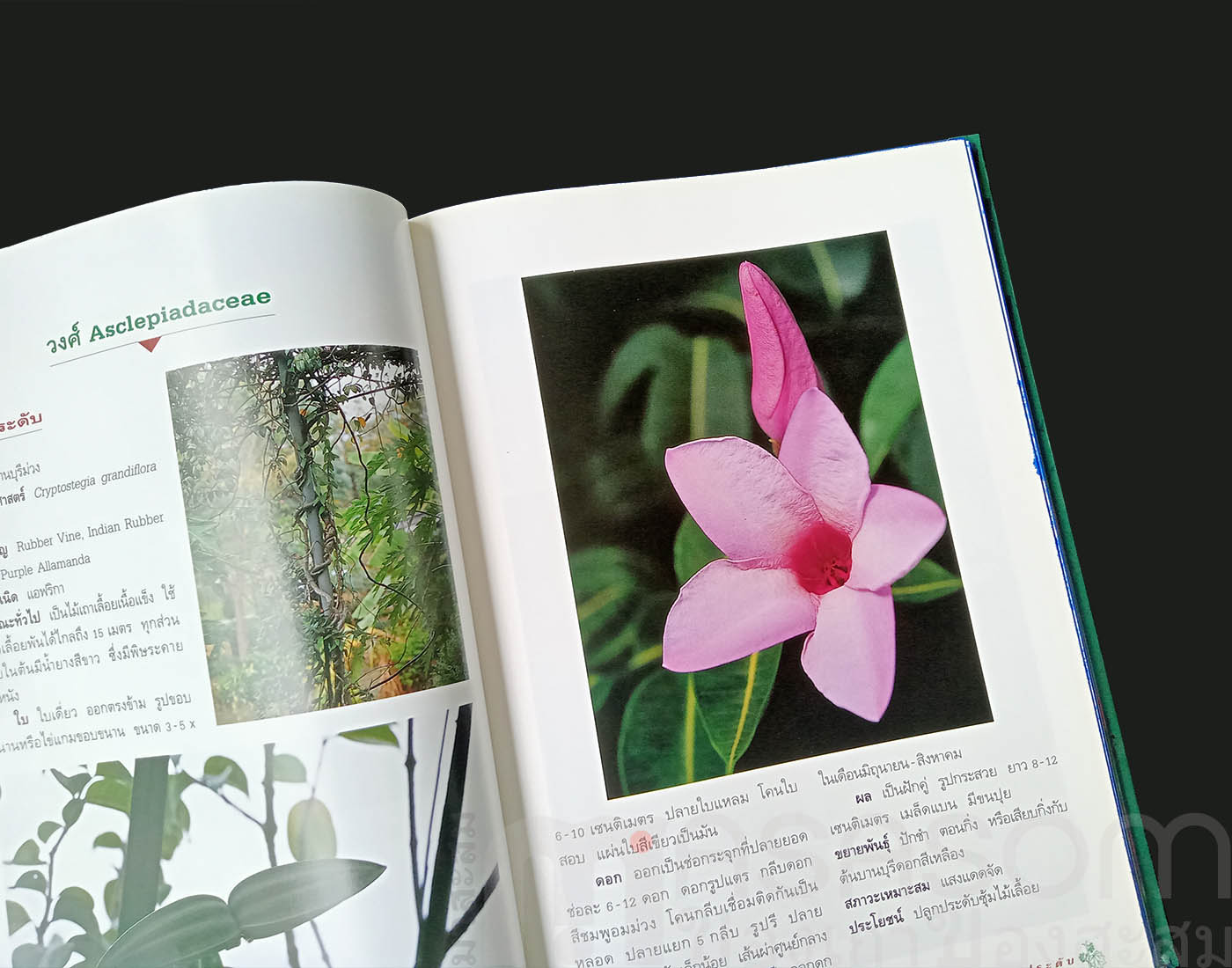 หนังสือไม้เลื้อยประดับ