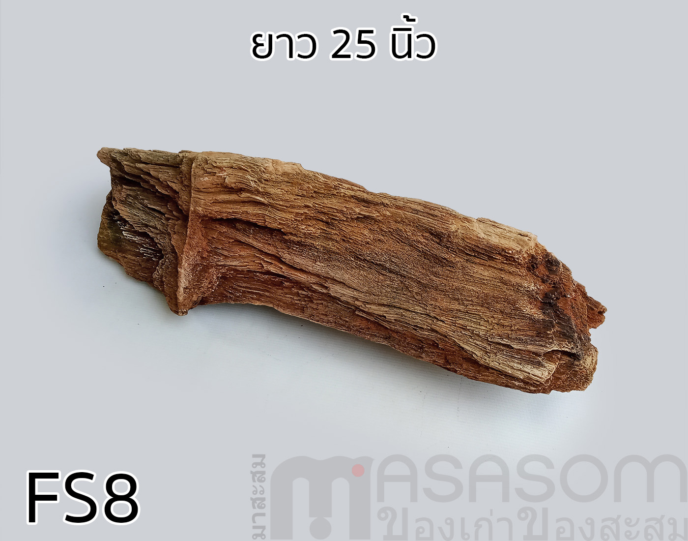ฟอสซิลไม้กลายเป็นหิน(Petrified Wood)