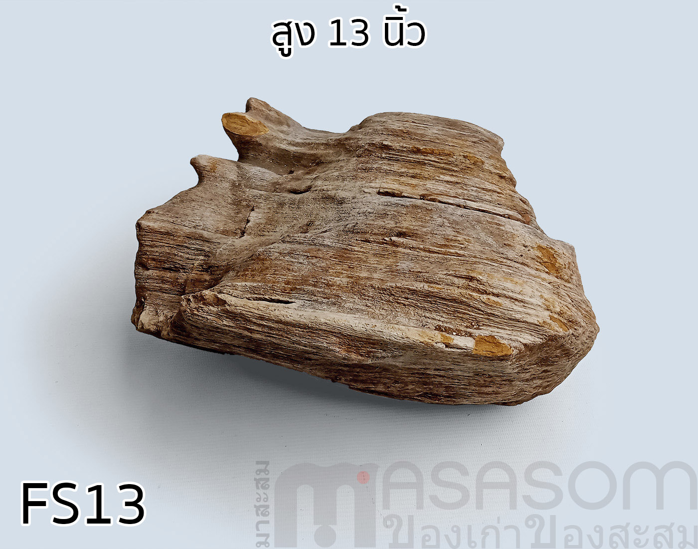ฟอสซิลไม้กลายเป็นหิน (Petrified Wood)