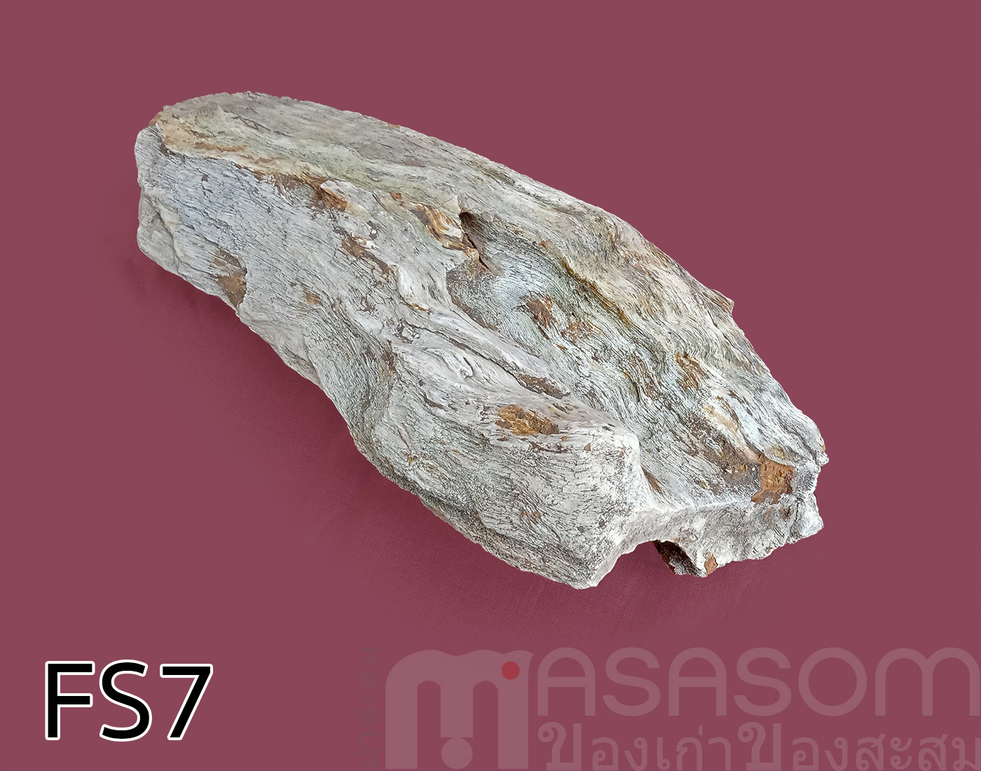 ฟอสซิลไม้กลายเป็นหิน (Petrified Wood)