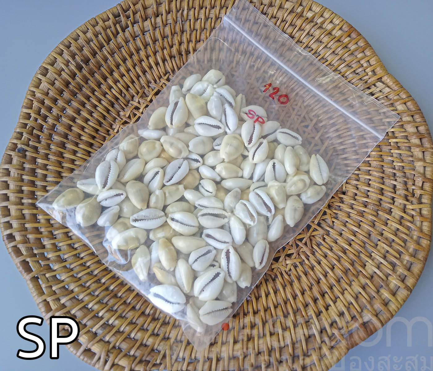 หอยเบี้ย