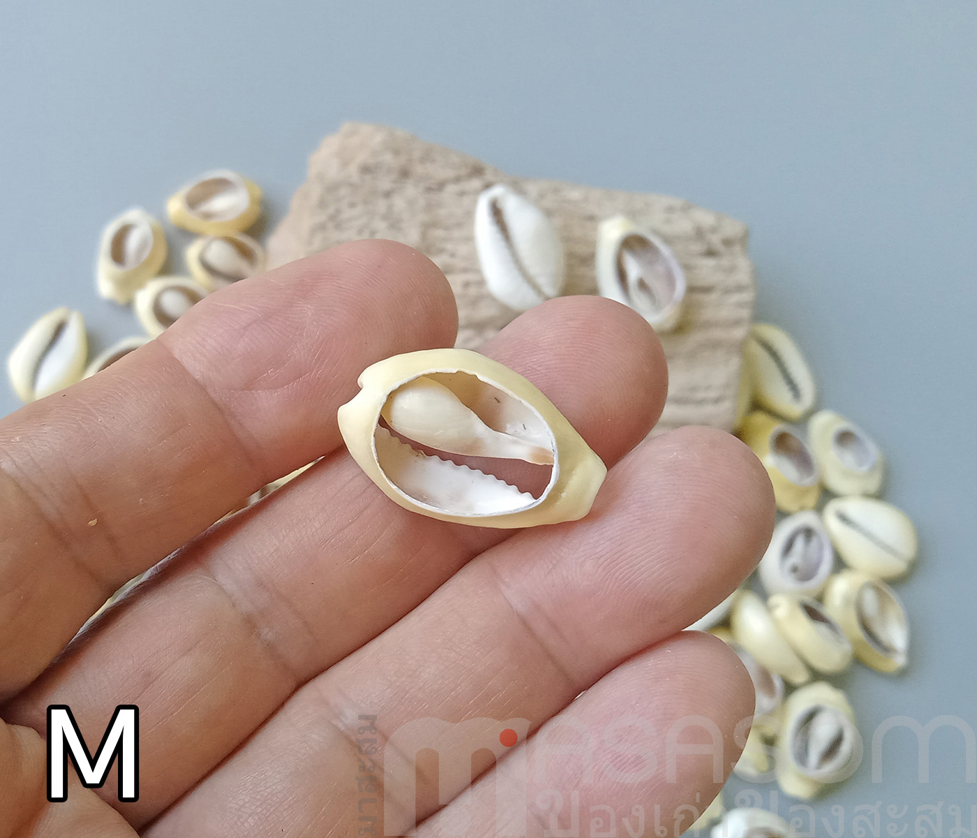 หอยเบี้ยเจาะหลัง