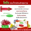 เรดมอสเปลี่ยนชื่อใหม่เป็นโคโร