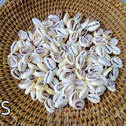 หอยเบี้ยเจาะหลัง