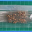 100x ตัวต้านทาน 300 Ohm 1/4 Watt 5% Royal Ohm