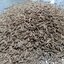 เทียนตากบ caraway