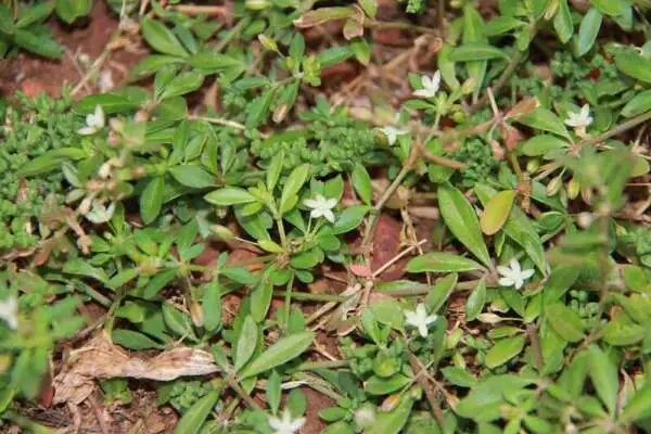 ผักขวง (สะเดาดิน)